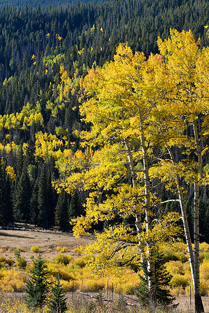 DSC_0450_edited