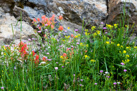 DSC_1866_edited - Nature's Bouquet - Red Indian Paintbrush,,,