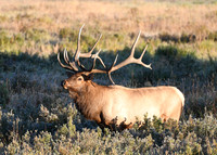 DSC_5655_edited.2