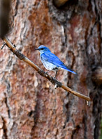 DSC_4554_edited
