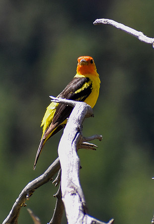 DSC_0569_edited - MK - Western Tanager