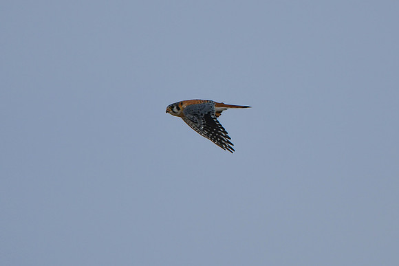 DSC_4277_edited