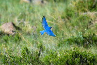 DSC_9294_edited - Mountain Bluebird (male) heading back to the nest with food for the babies.
