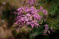 DSC_1583_edited - Pink Tamarisk or Saltcedar