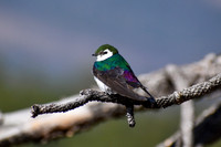 DSC_0055_edited