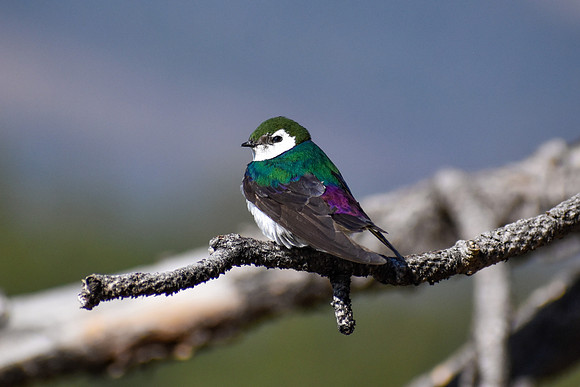DSC_0055_edited