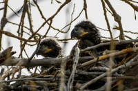 DSC_4517_edited-1