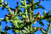 DSC_0604_edited - Norway Spruce