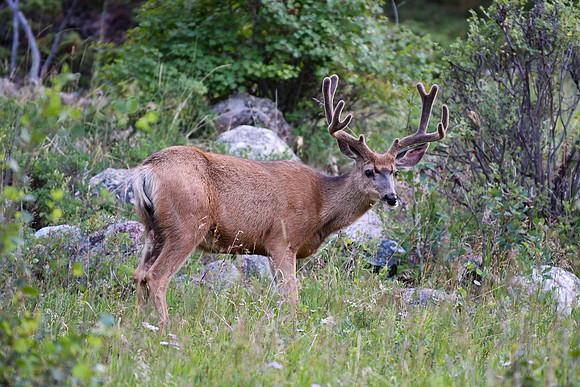 DSC_1745_editedBeautiful 10-point Mule deer Buck