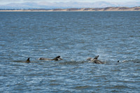 DSC_7293_edited