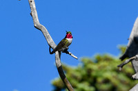 DSC_7883_edited - Broad-tailed hummingbird (male)