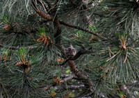 DSC_1392_edited