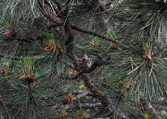 DSC_1392_edited