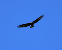 DSC_1867_edited - 10x8 - Golden Eagle - 02/21/2021