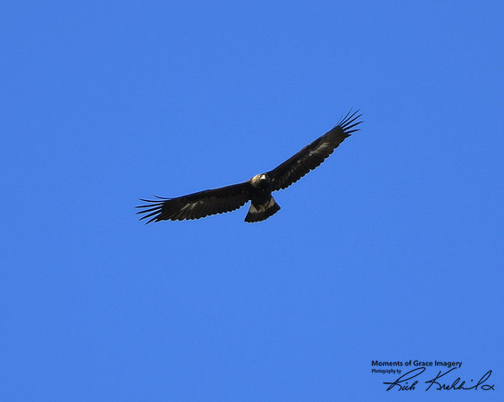 DSC_1867_edited - 10x8 - Golden Eagle - 02/21/2021