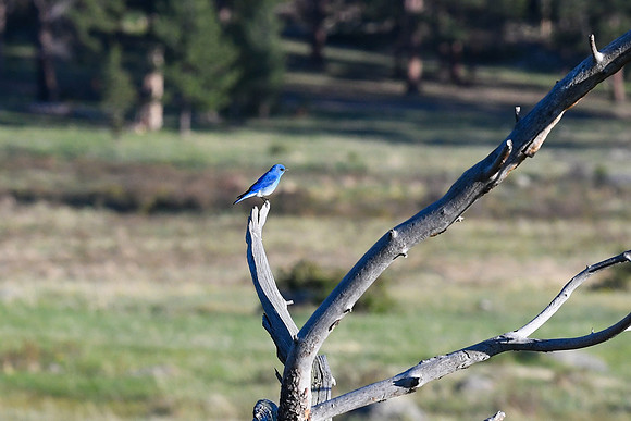 DSC_7706_edited - Mountain Bluebird (Male)