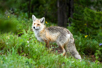 DSC_4640_edited