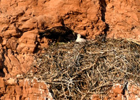 2025-04-26 - Golden Eagle Chick