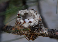 2025-06-09  Hummingbird Nest