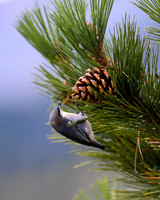 DSC_4044_edited - Pygmy Nuthatch