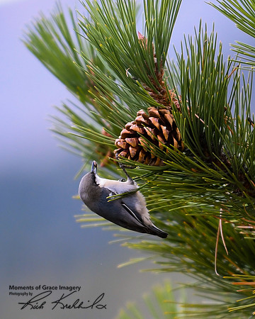 DSC_4044_edited - Pygmy Nuthatch