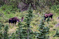 DSC_4826_edited - "That's a BIG BULL!!"