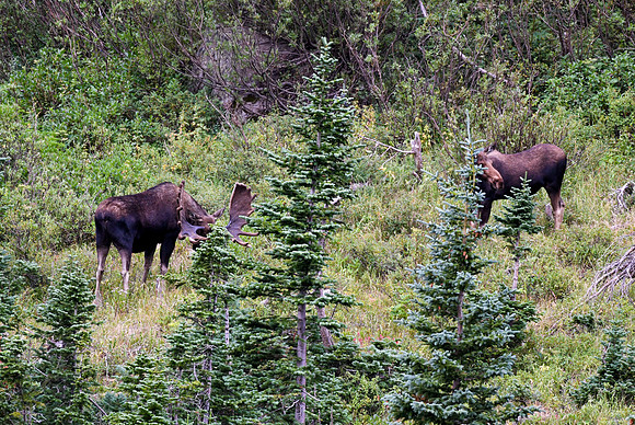 DSC_4826_edited - "That's a BIG BULL!!"