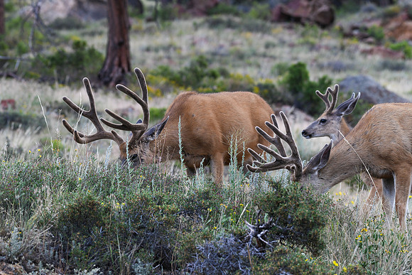 DSC_4931_edited