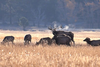 2021-10-12 RMNP Adventure - Elk & Aspen