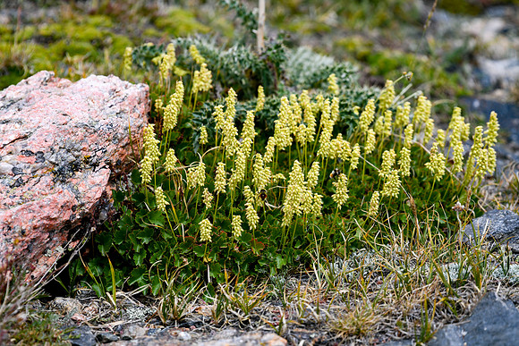 DSC_5935_edited-1