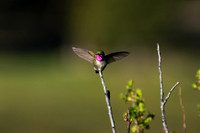 DSC_9083_edited-1