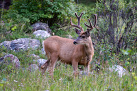 DSC_1762_editedBeautiful 10-point Mule deer Buck