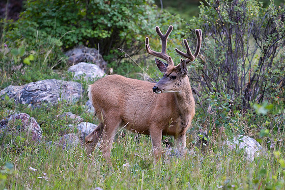 DSC_1762_editedBeautiful 10-point Mule deer Buck