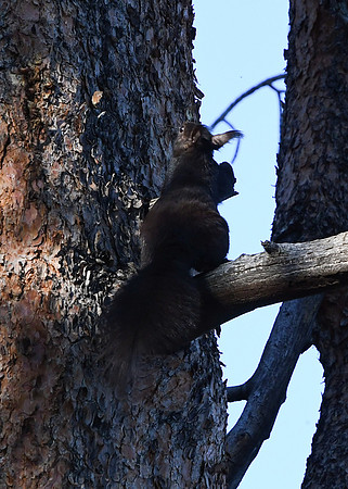 DSC_7662_edited - Abert's Squirrel
