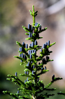 DSC_0525_edited - Sub-alpine Fir