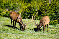 DSC_0682_edited