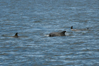DSC_7275_edited