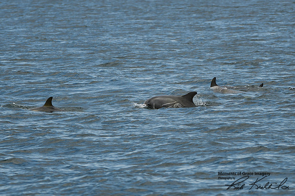 DSC_7275_edited