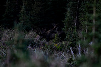 DSC_2292_edited - Further up the trail, we came across these two Kings of the high country.