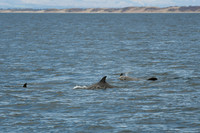 DSC_7276_edited
