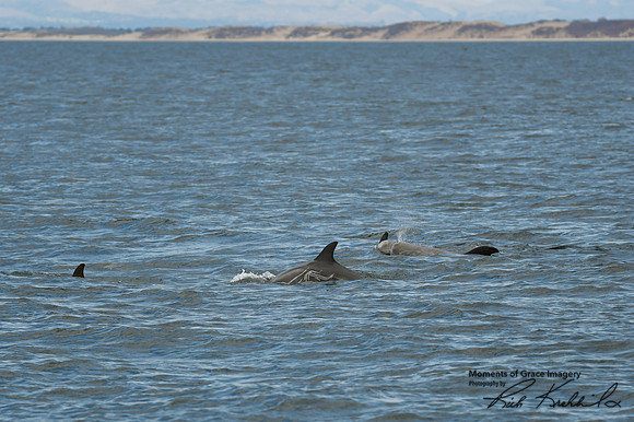 DSC_7276_edited