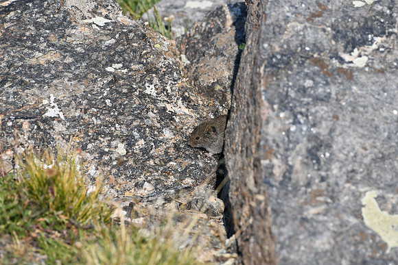 DSC_5574 - Long-tailed vole