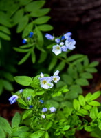 DSC_3055_edited-2 - Jacob's Ladder