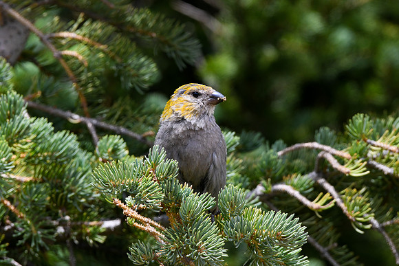 DSC_5724_edited - Pine Grosbeak (Female)