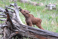 DSC_5515_edited