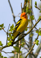 DSC_7217_edited