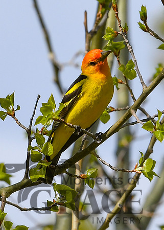 DSC_7217_edited