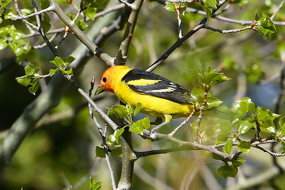 DSC_7558_edited - Western Tanager (Male)