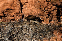 DSC_6349_edited-1