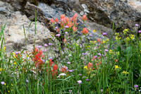 DSC_1867_edited - Nature's Bouquet - yellow Alpine Avens